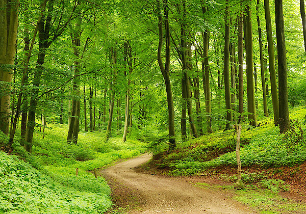 herrliche Naturlandschaft im Bayerischen Wald
